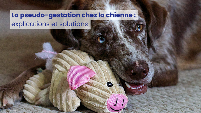 La pseudo-gestation chez la chienne : explications et solutions