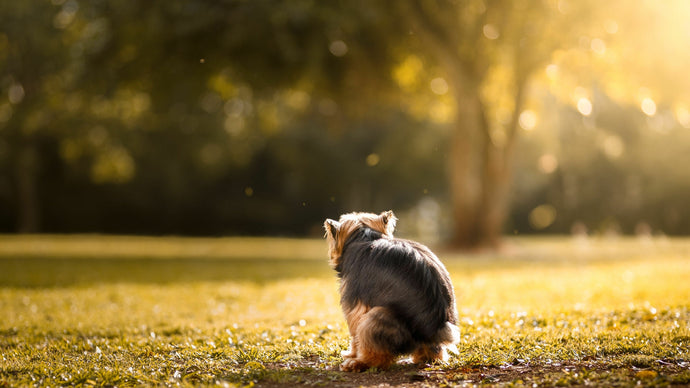 La digestion du chien ou comment nos croquettes finissent en crottes