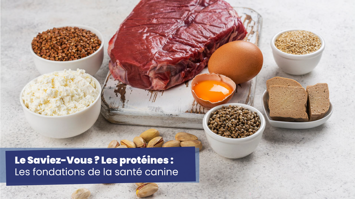 Le Saviez-vous ? Les protéines sont dans les fondations de la santé canine