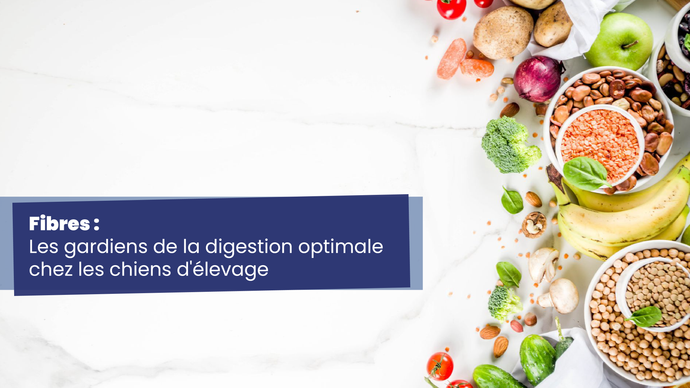 Fibres : Les Gardiens de la Digestion Optimale chez les Chiens d'Élevage