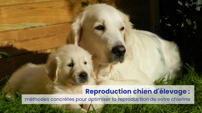 Reproduction chien d'élevage : méthodes concrètes pour optimiser la reproduction de votre chienne (portées plus nombreuses, plus saines et plus sures)