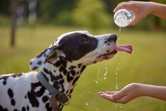 L’hydratation chez le chien