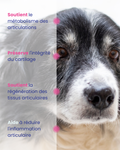 Mousse Humide pour chien adulte ARTICULAIRE - Poulet - 24x200g